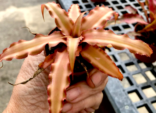 Earth Star (Cryptanthus)