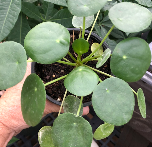 Money Plant