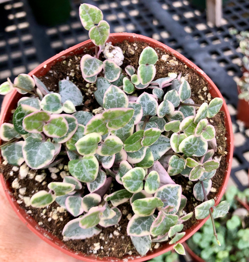 String of Hearts