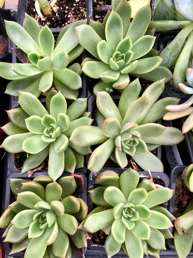 Echeveria