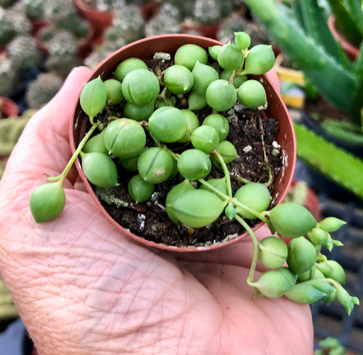 String of Pearls