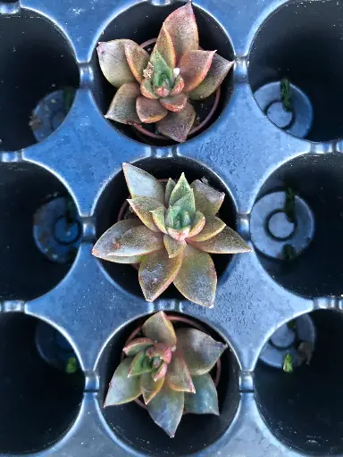 Echeveria Hybrid 'Grammut'
