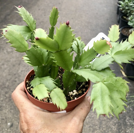 Christmas Cactus