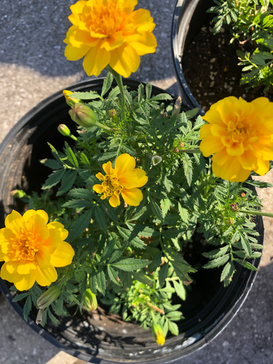 Marigolds