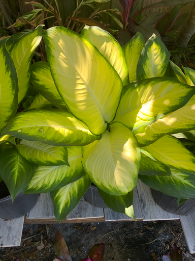 Dieffenbachia (Dumb Cane)