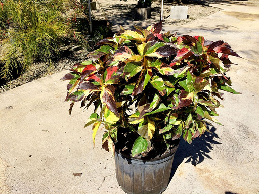 Copperleaf, Jacob's Coat