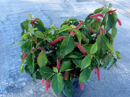 Chenille Plant