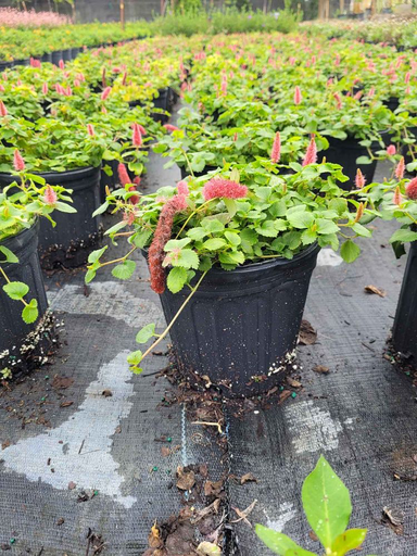 Dwarf Trailing Chenille Plant, Firetail
