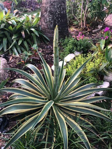 Agave 'Variegated Caribbean'