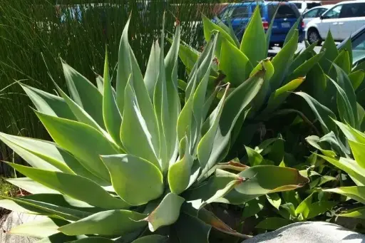 Spineless Century Plant, Soft Tip Agave