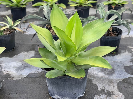Agave ellemeetiana 'Satina'