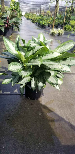 [Shade Grown] Aglaonema 'Silver Bay'