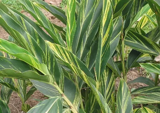 Shell Ginger, Variegated 