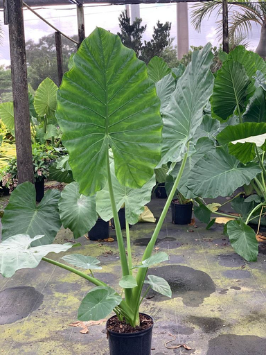 Elephant Ear