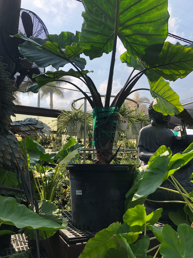 Elephant Ear,  'Black Stem' 