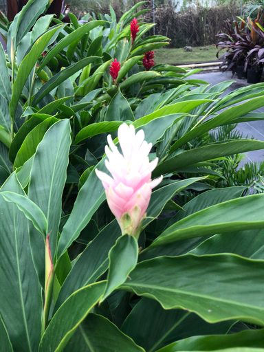 Red Ginger