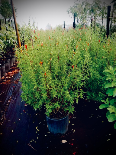 Hummingbird Plant, Flame Acanthus