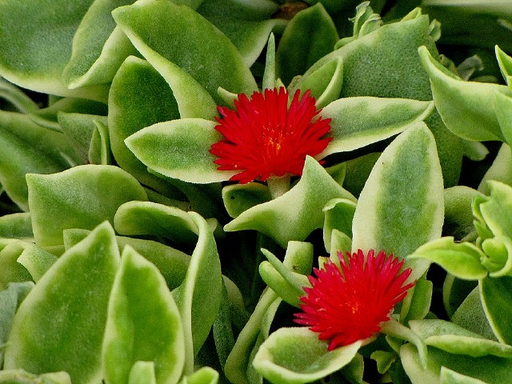 Baby Sunrose, Ice Plant