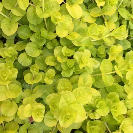 Creeping Jenny
