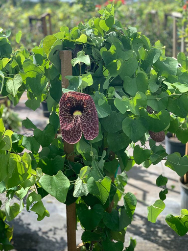 [Red] Giant Dutchman's Pipe