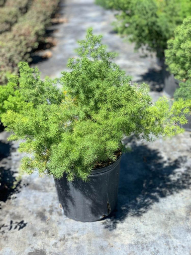 Ming Fern