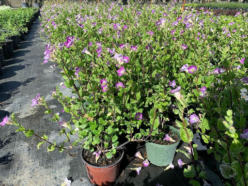 Chinese violet