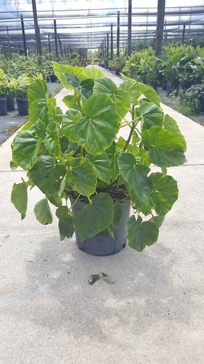 White Begonia "Alba"