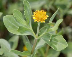 Silver Sea Oxeye