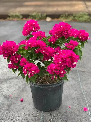 Bougainvillea - All Varieties