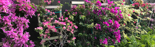 Bougainvillea - All Varieties