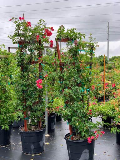 [6 feet, Trellis] Bougainvillea 'Barbara Karst'