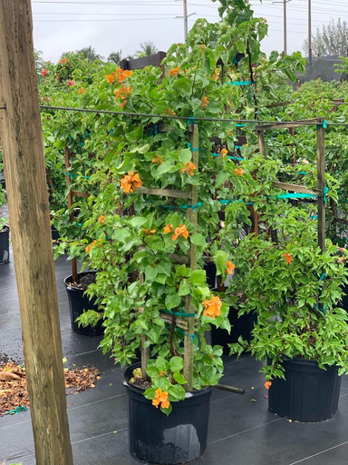 [5 Feet, Trellis] Bougainvillea 'California Gold'