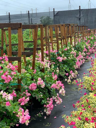 Bougainvillea 'Imperial Thai Delight'