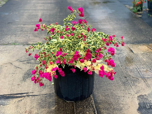 [Trellis] Bougainvillea 'Raspberry Ice' 