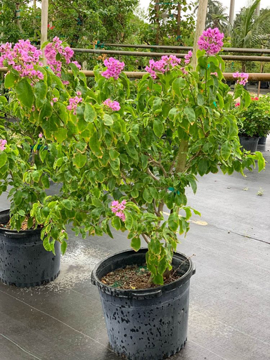 Bougainvillea arborea, Tree Bougainvillea