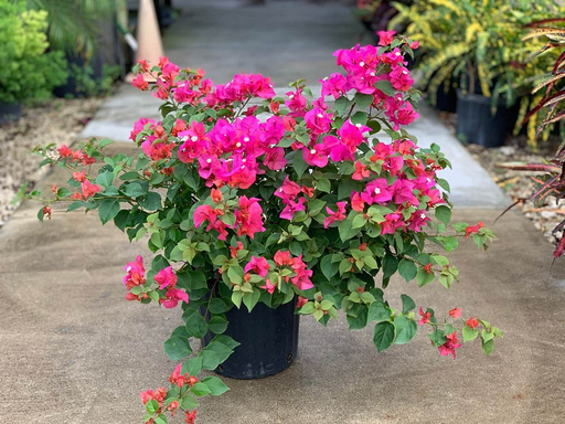Lesser Bougainvillea 'Helen Johnson' 
