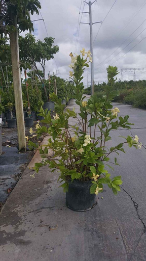 Brunfelsia isola, Lady of Hispaniola