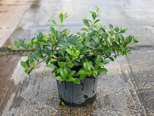 Brunfelsia nitida, Lady of the Night