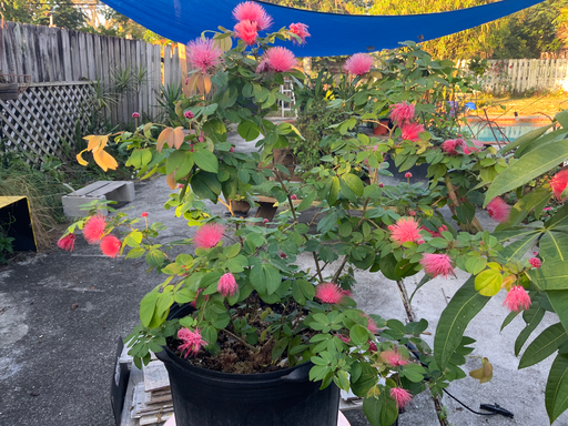 Dwarf Powderpuff