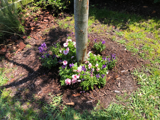 Vinca - Cora Series (Catharanthus roseus)