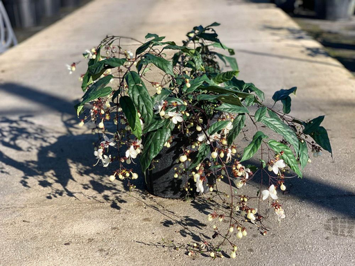 [Bush] Light Bulb Clerodendrum 