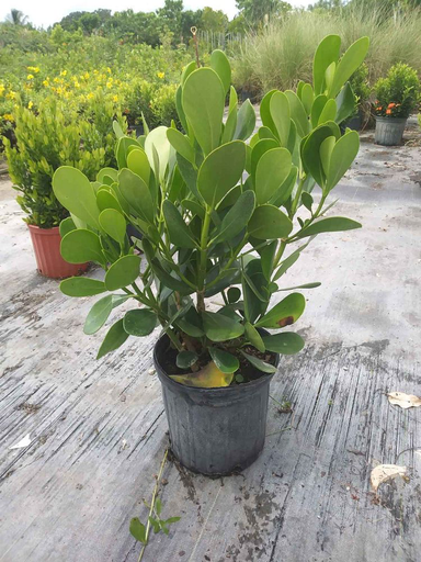 Clusia (Pitch Apple)