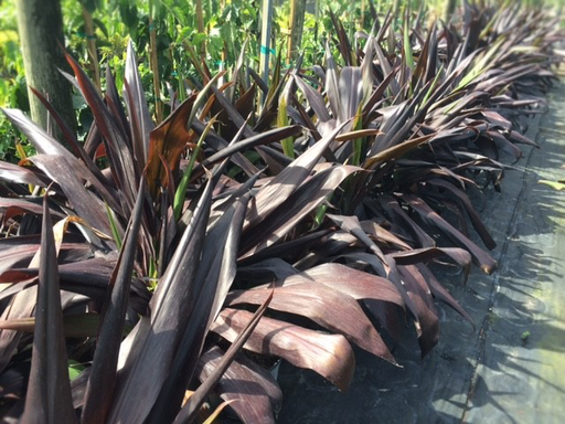 Ti Plant, 'Black Magic'