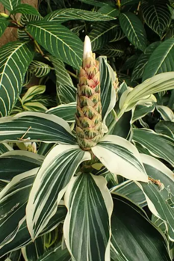 Spiral Ginger