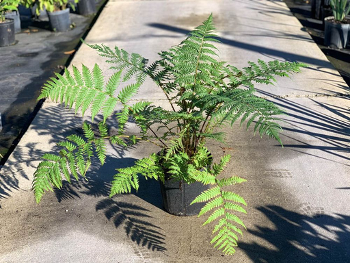Australian Tree Fern