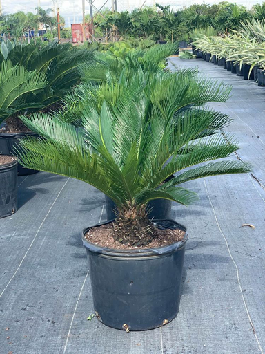 King Sago Palm
