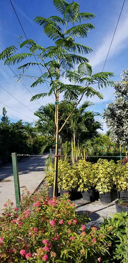 Royal Poinciana