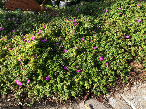Trailing Tibouchina (Spanish Shawl)