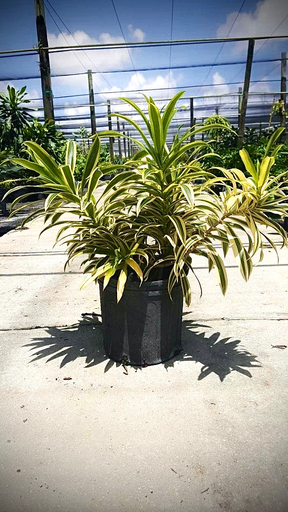 Song of India Dracaena