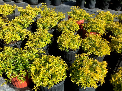Gold Mound (Duranta)